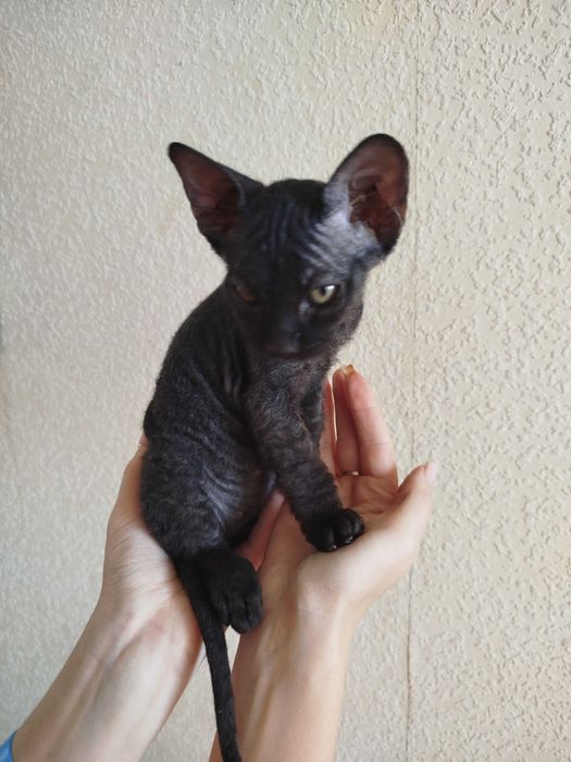 Кошеня сфінкс(флок) дівчинка