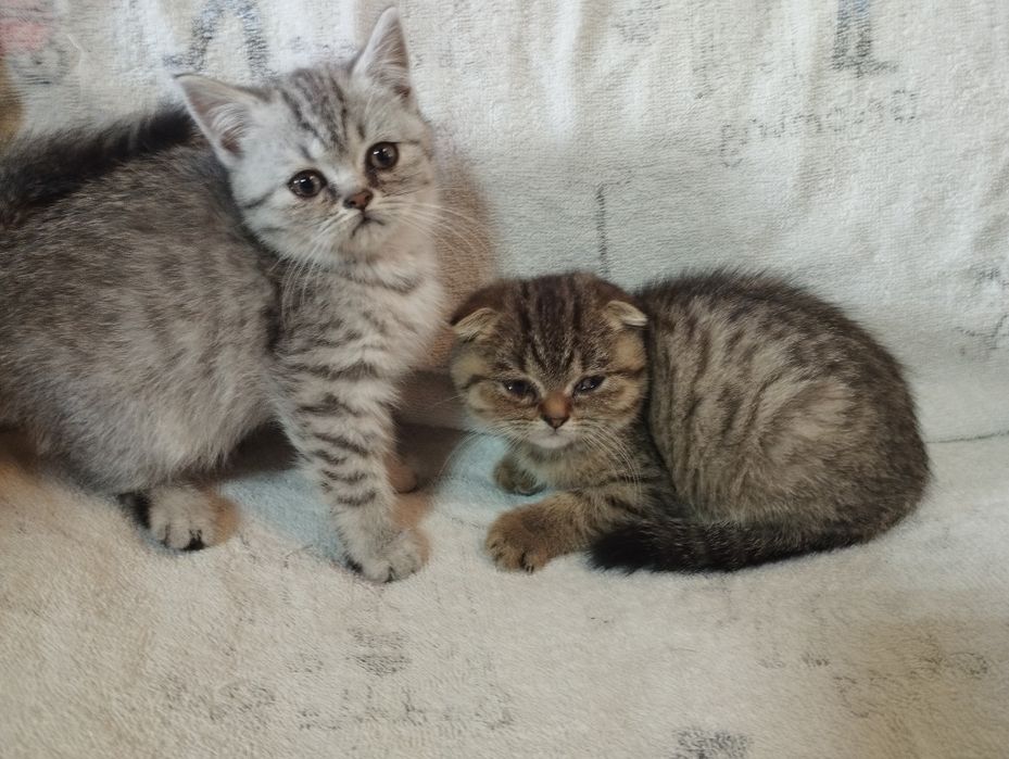 Шотландські кошенята