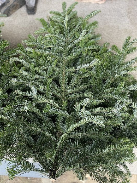 Гілки ялинки хвоя жива пухнаста