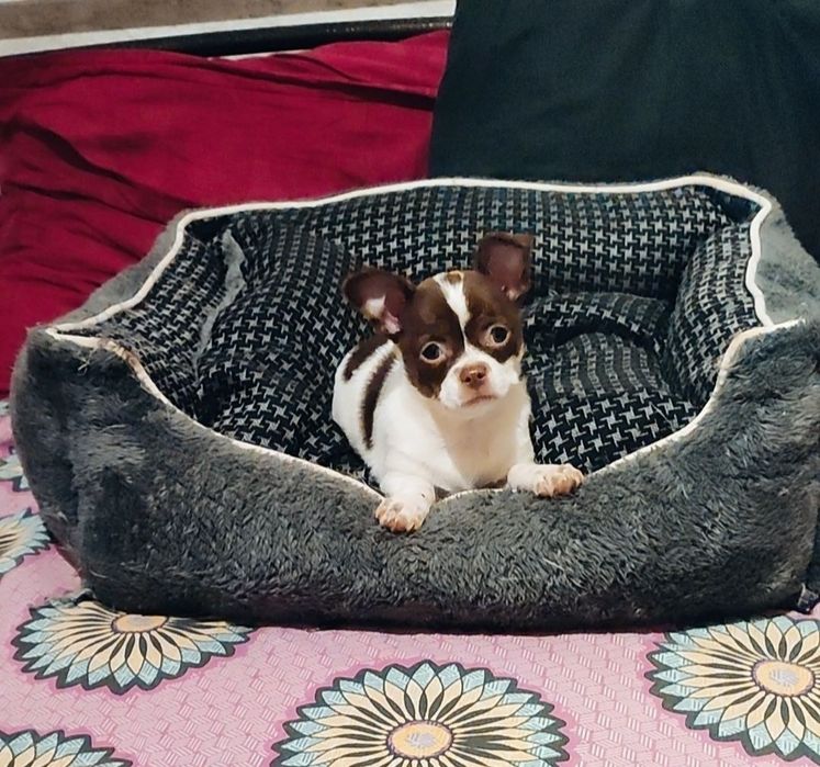 Очень красивая, стандарт