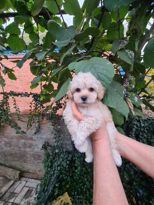 Мальтіпу хлопчик мальтіпу