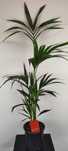 Palma kencja Howea forsteriana 100 cm