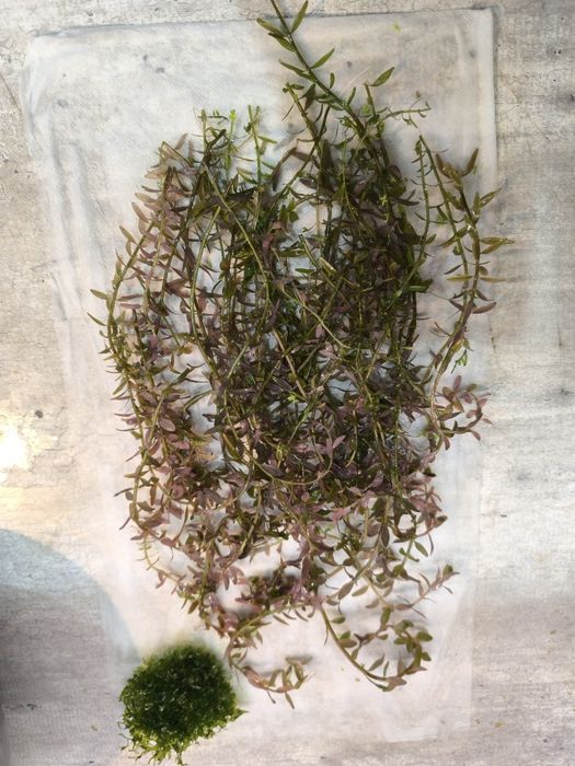 Roślinki ludwigia duża porcja możliwa zamiana