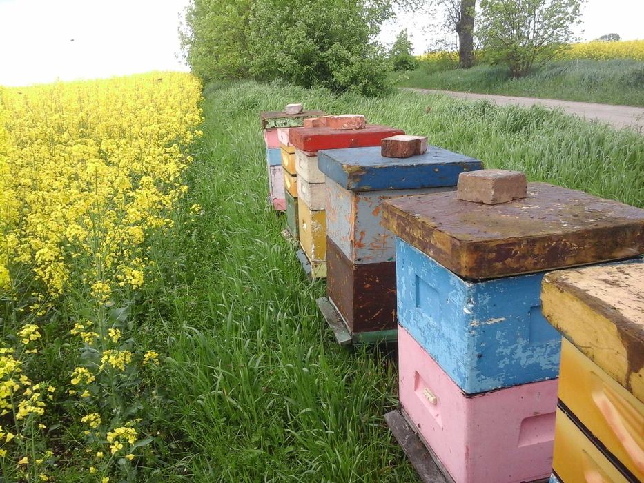 Sprzedam rodziny pszczele  wiosna 2026 r.