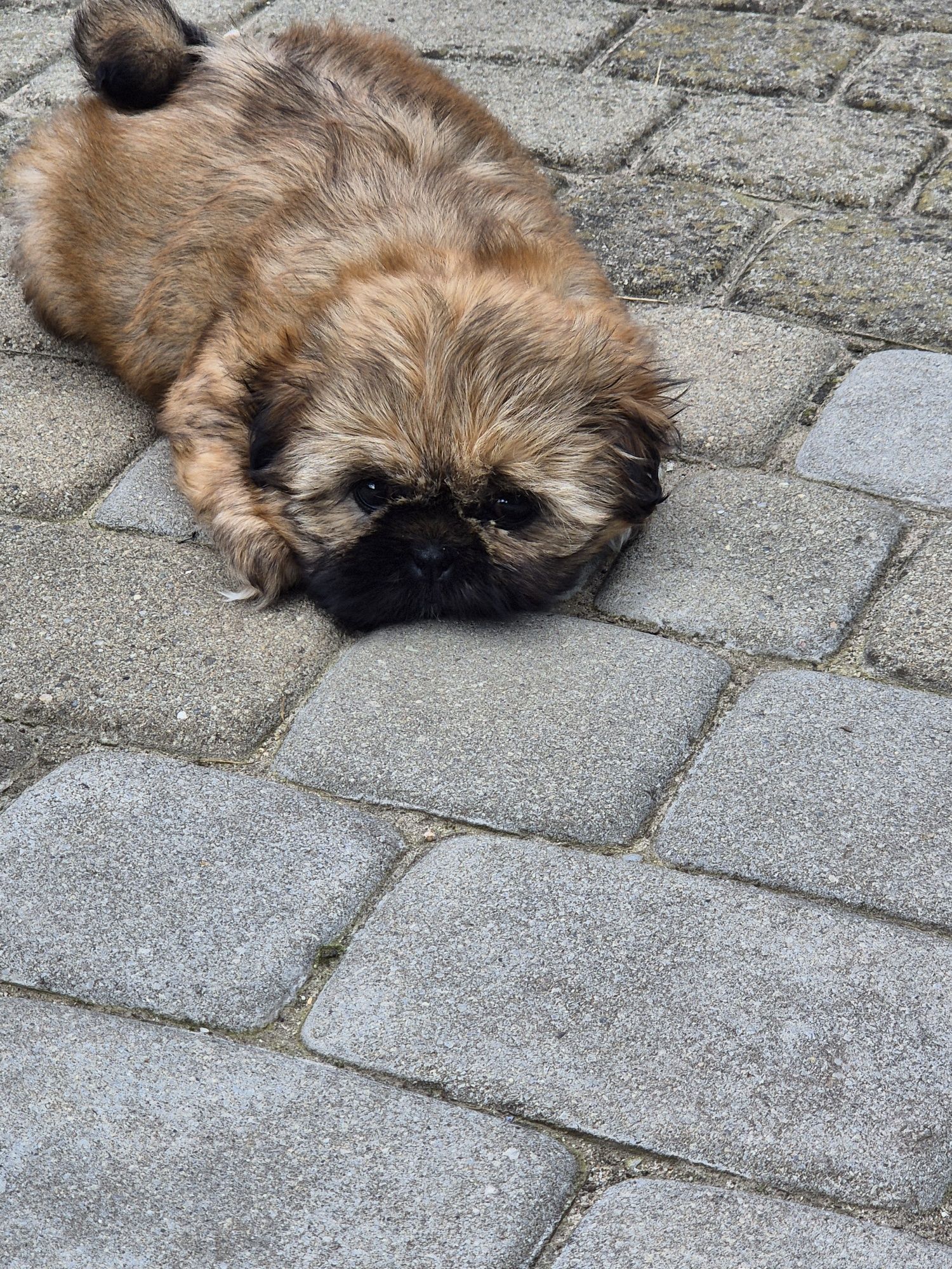 Sunia shih tzu brązowa
