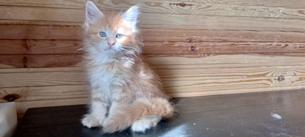 Kotka, maine coon, kot z rodowodem
