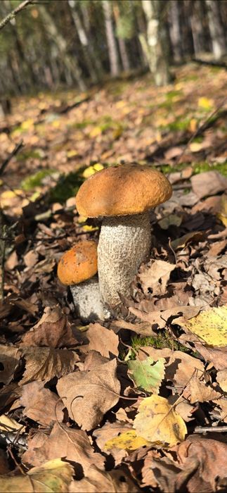 Sprzedam  świeże  grzyby prawdziwki, kozaki , podgrzybki