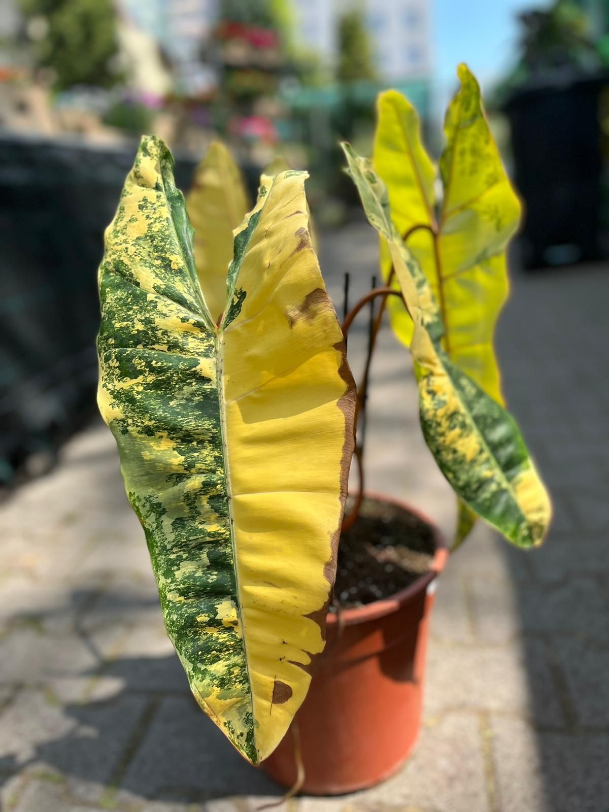 PhiPhilodendron Billietiae Variegated