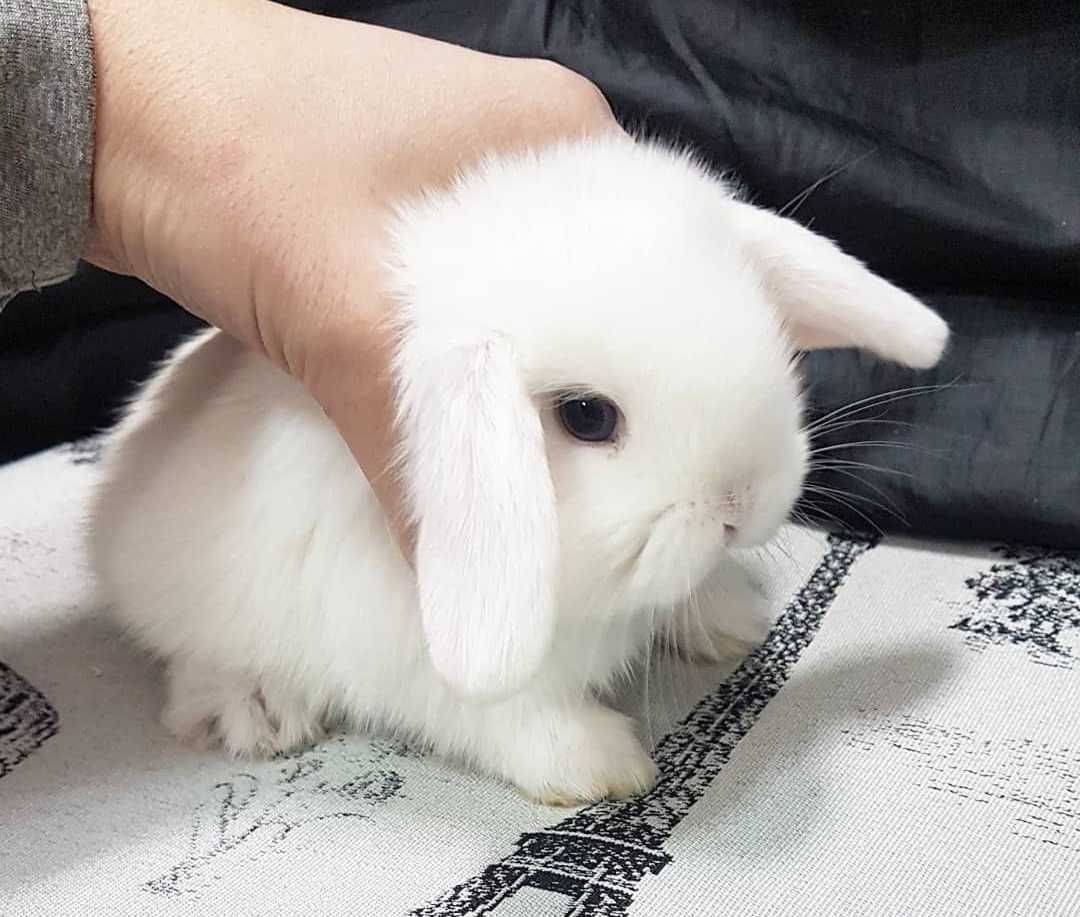 KIT Coelhos anões orelhudos, mini lop lindíssimos e super dóceis