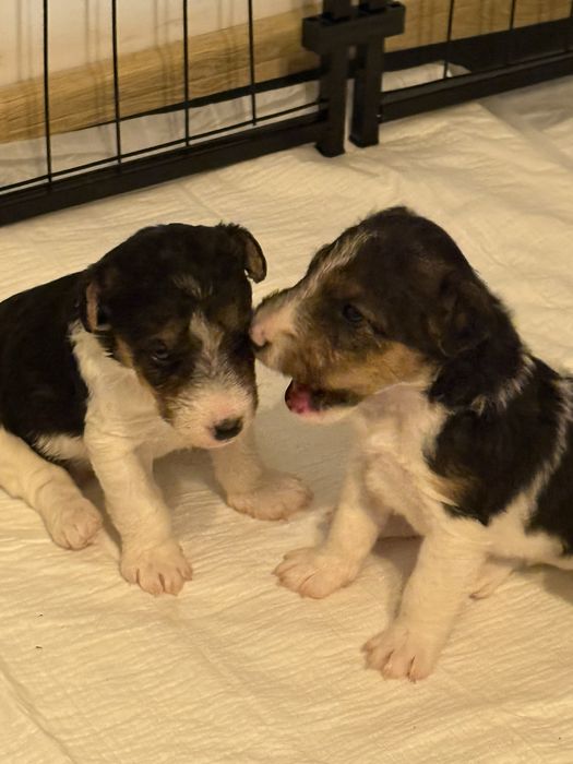 Szczenięta foksteriera szorstkowłosego