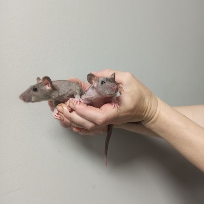 Крыса Брауни, Хаски, Сфинкс, чёрные.