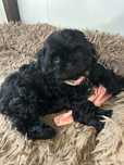 Rezerwacja Shih Tzu