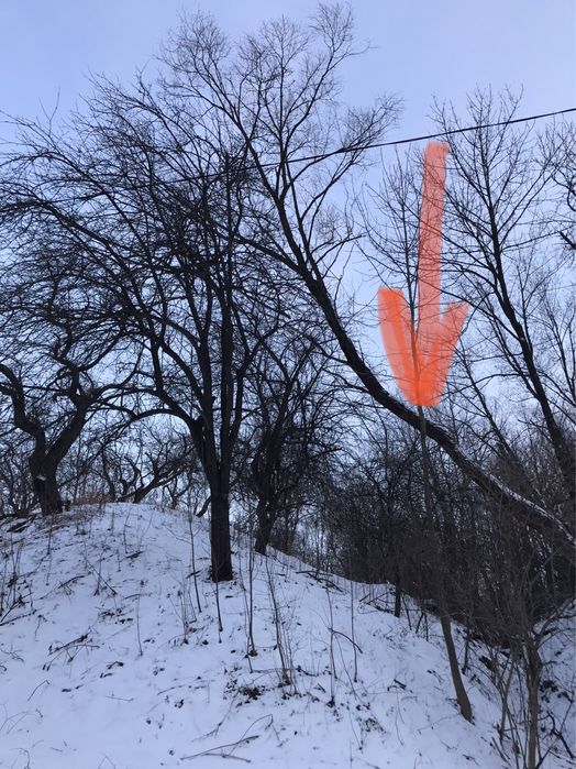 Верба віддам дерево безкоштовно