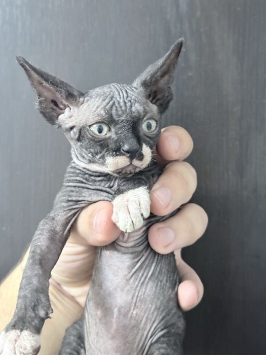 Sphynx macho disponivel