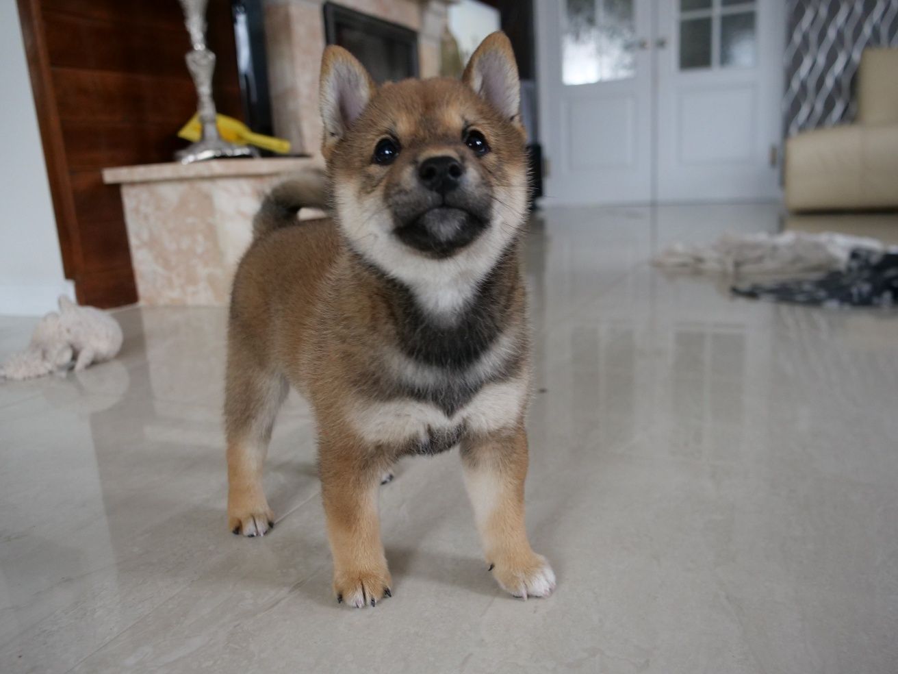 Shiba Inu Sezamowy Piesek FCI