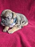 Buldog Francuski
