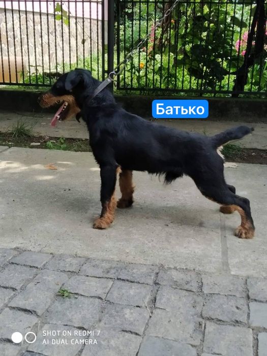 Цуценята Німецький ягдтерʼєр