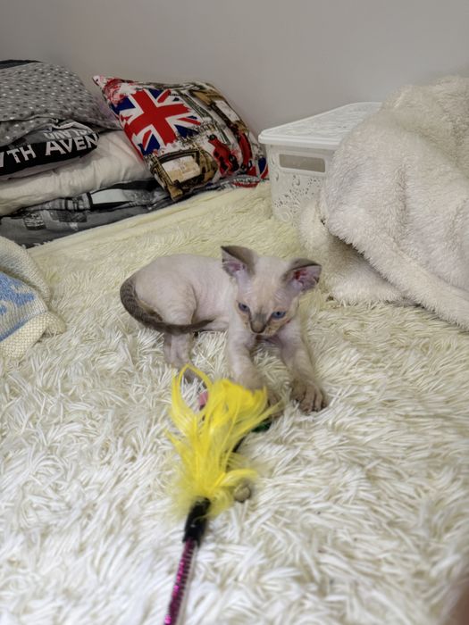 Самые красивые, голубоглазые котята ищут любящих родителей