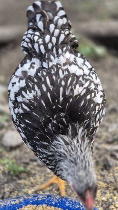 "Віандот-срібло".