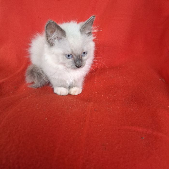 Ragdoll kocurek rodowód + wyprawka