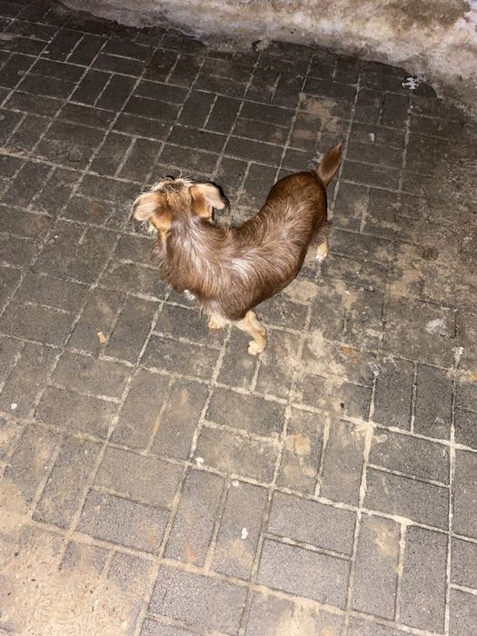 znaleziono psa na kopernika