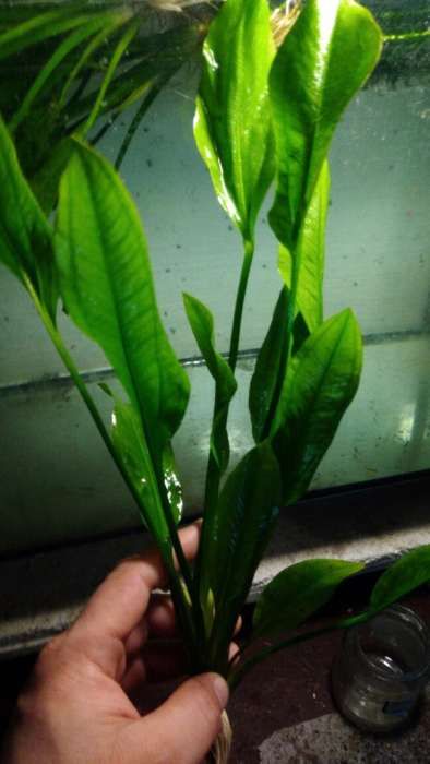 MISIEKZOO Rośliny - Żabienice od 6 zł