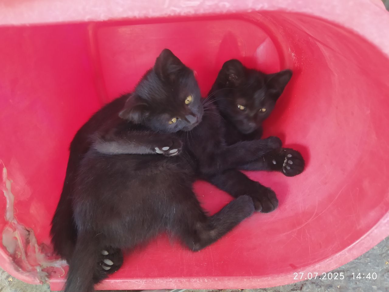 Котята бесплатно! Ждут свою семью