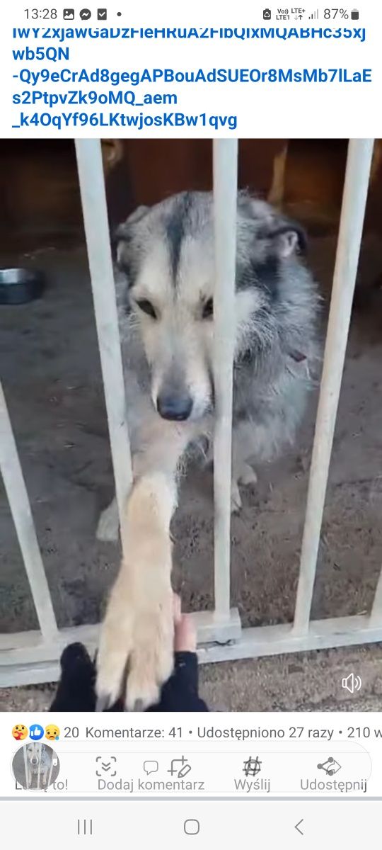 Suczk szuka.fsjnych ludzi