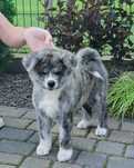 Akita Inu ZKwP/FCI srebrna suczka (do odbioru)