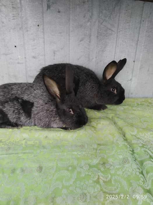 Продам полтавське срібло.