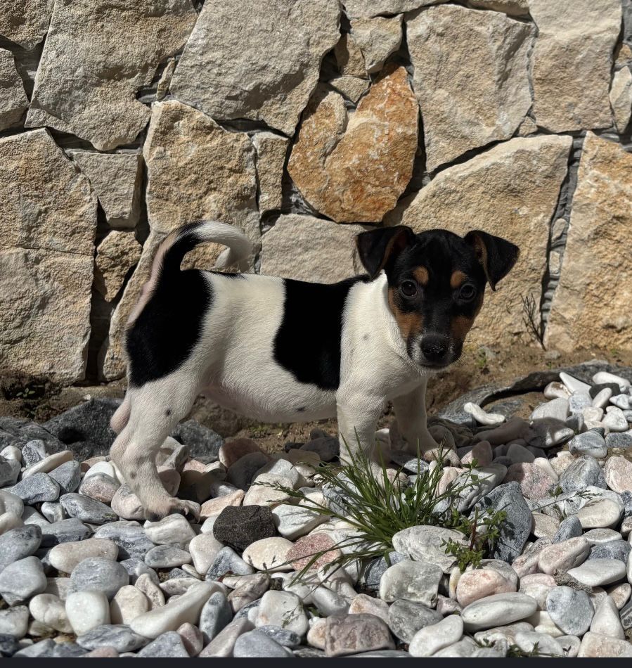 Jack Russel Terrier