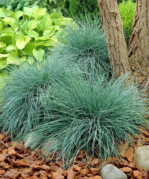 Kostrzewa sina kopana z gruntu