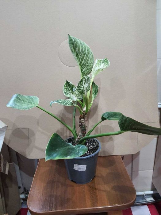 Цикас филодендроны фикусы Кинки Белиз Мокламе