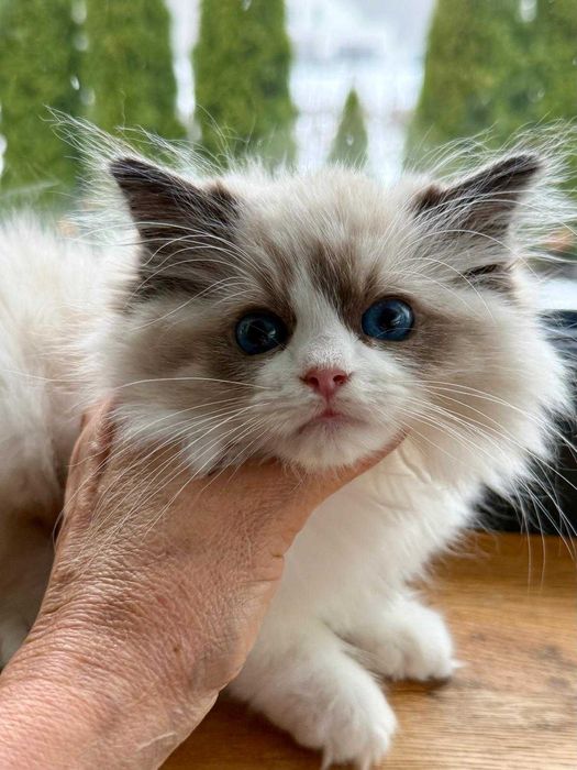 Rogdoll koteczka zarezerwowana