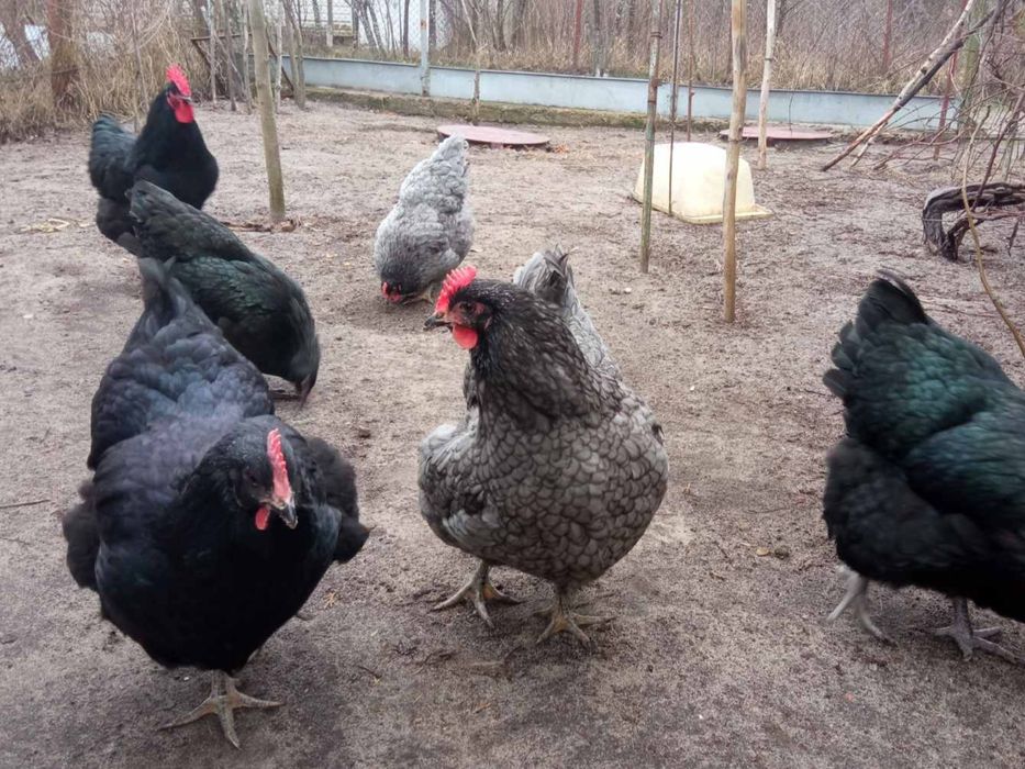 Джерсійський гігант інкубаційні яйця