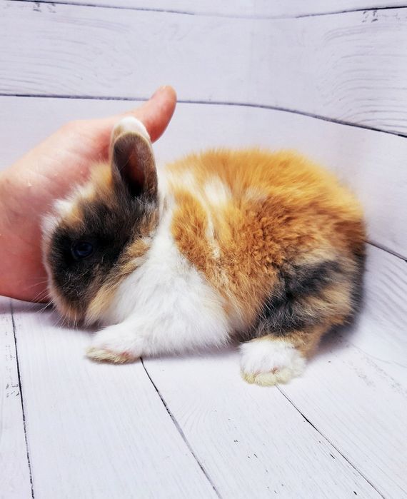 Карликовые мини кролики торчеухие и вислоухие декоративные,клетки,корм