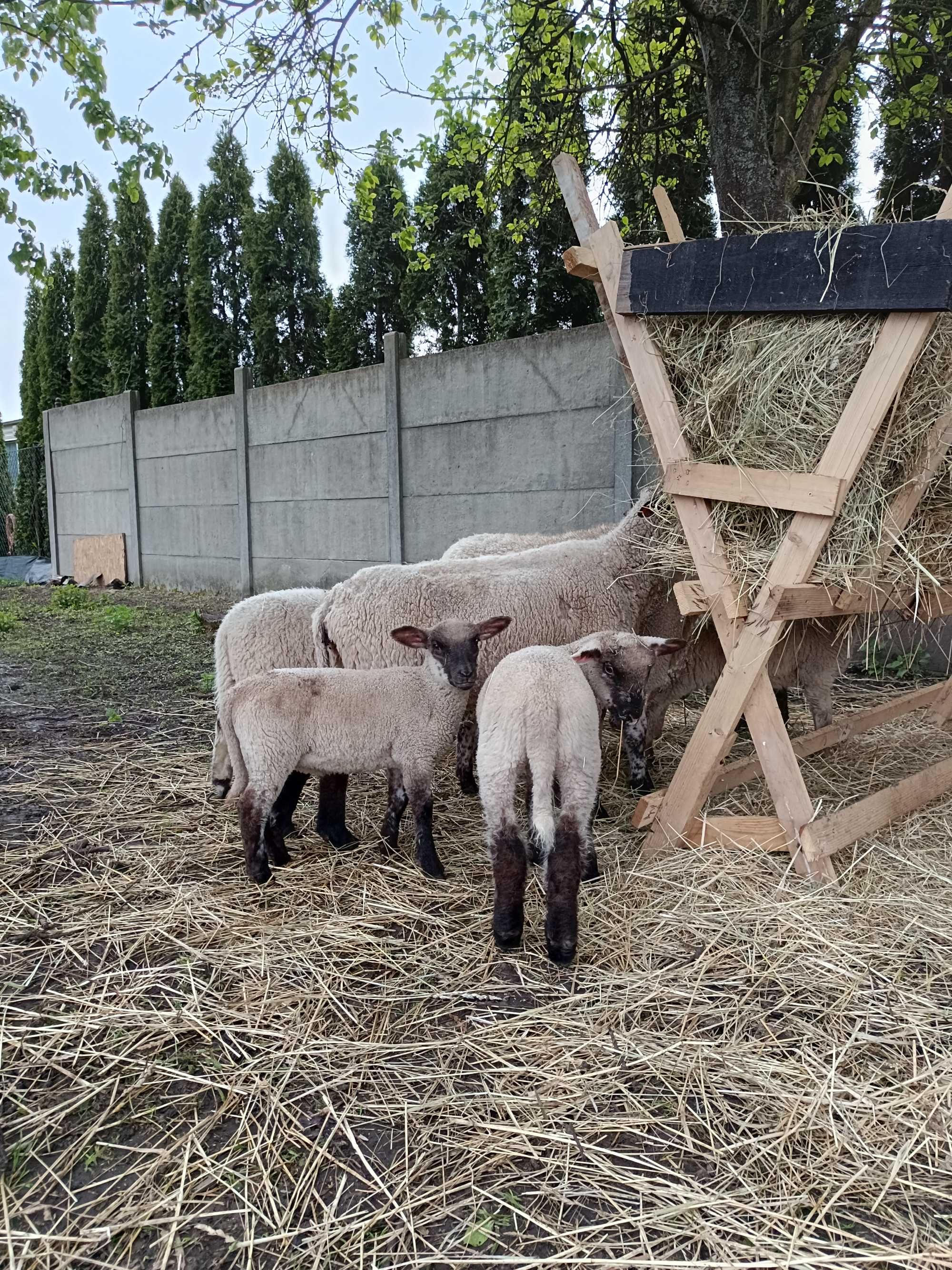 Owce Czarnogłówki