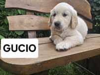 Golden Retriever piesek