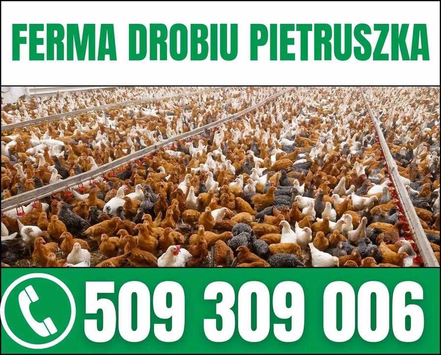 Młode kury nioski