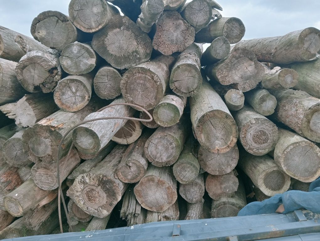 Drzewo sosnowe opałowe