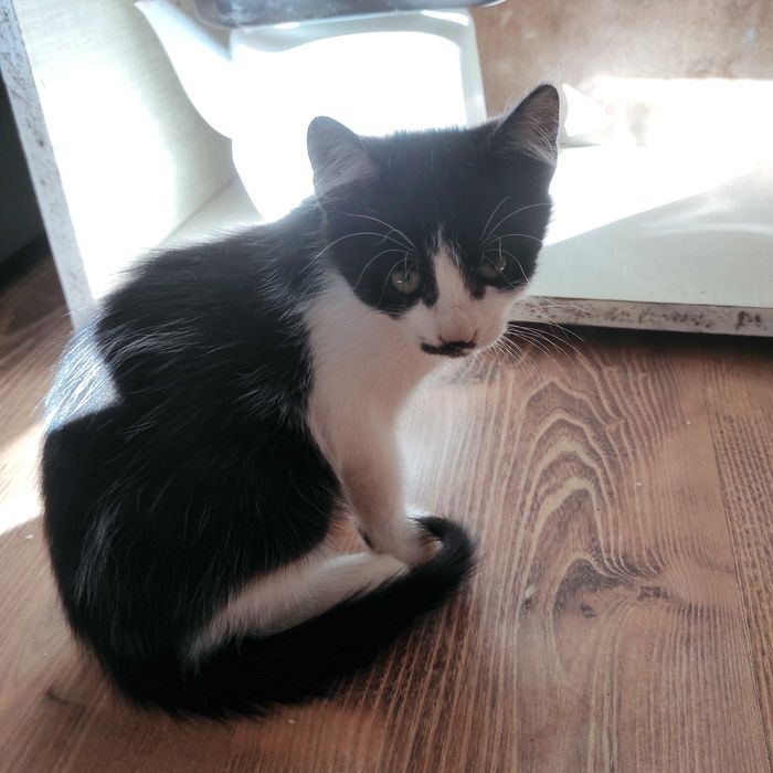 Котик в хороші руки