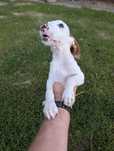 Szczeniak Beagle unikatowy biały!