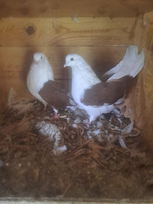 Gołębie orliki boki