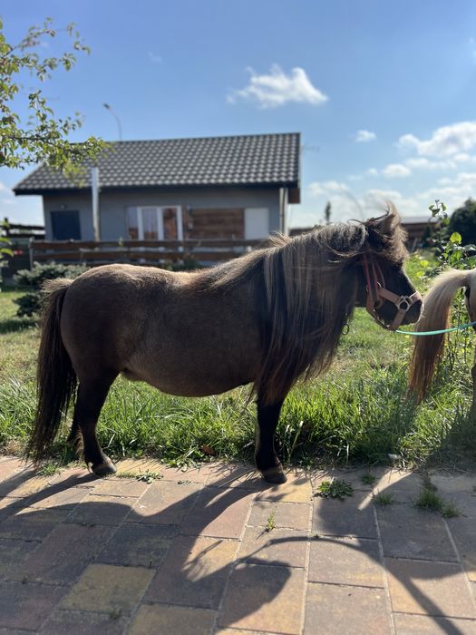 Pieknie malowana kucynka,