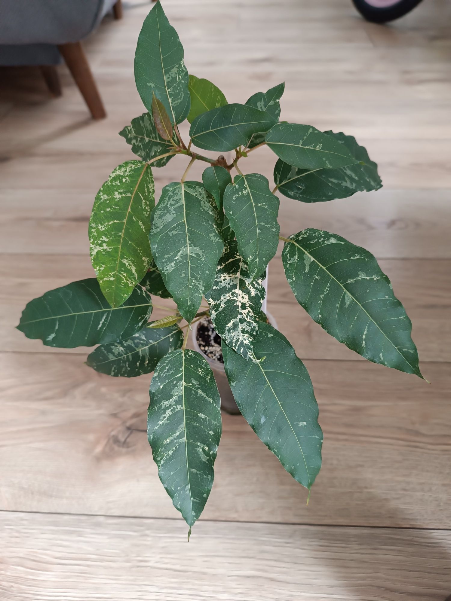 Fikus ficus NN Virens