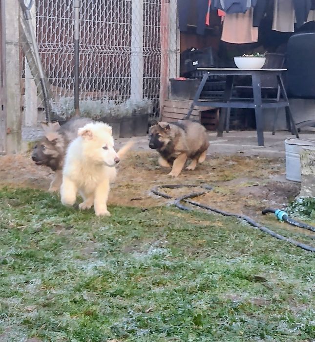 Owczarek Niemiecki Długowłosy  Staroniemiecki