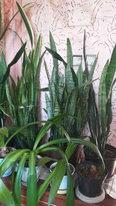 Тещин язик, сансівєра, сансіверія (2 вида)