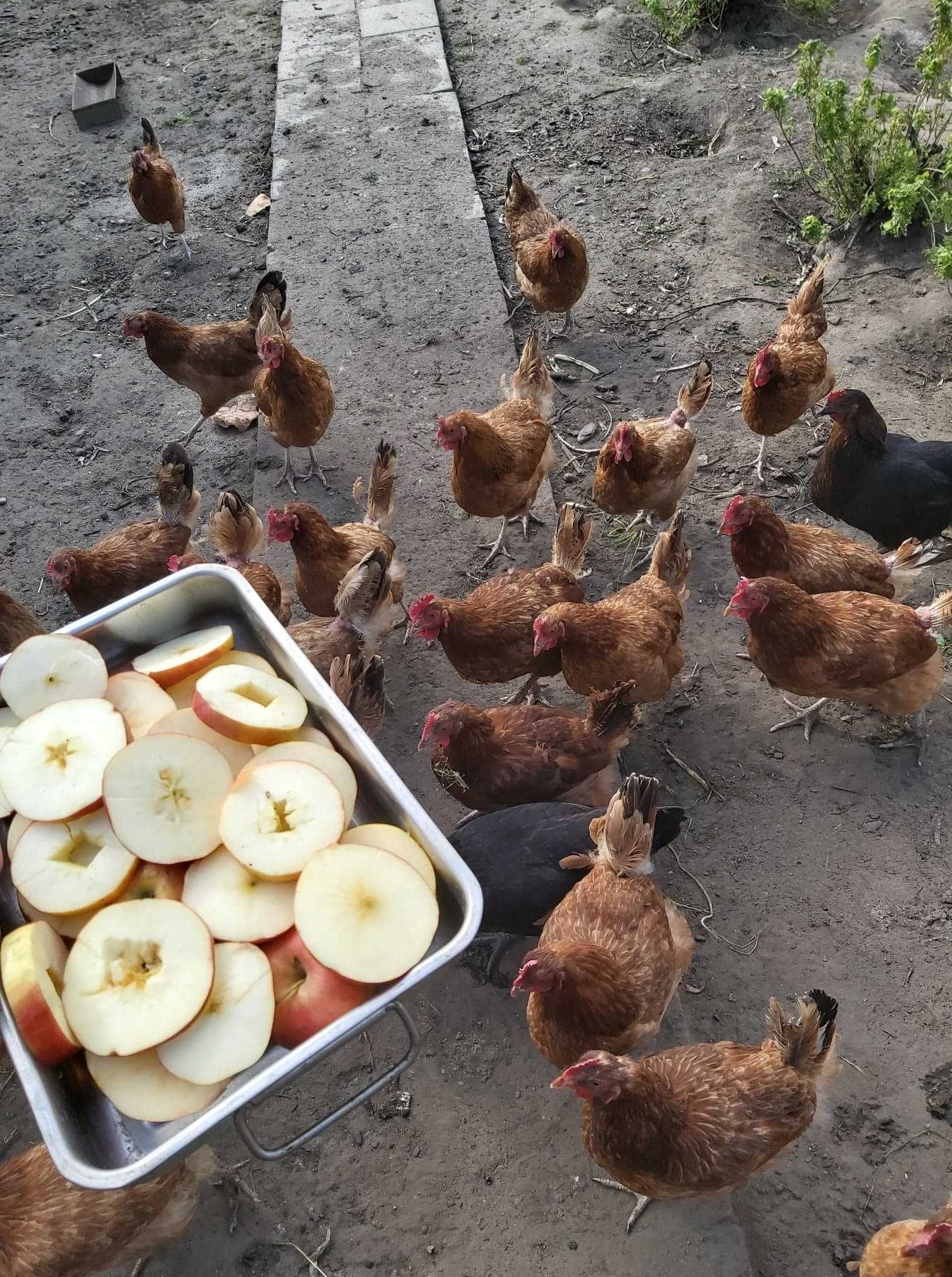 Wiejskie duże  jajka z wolnego wybiegu , naturalnie karmione  masełko.