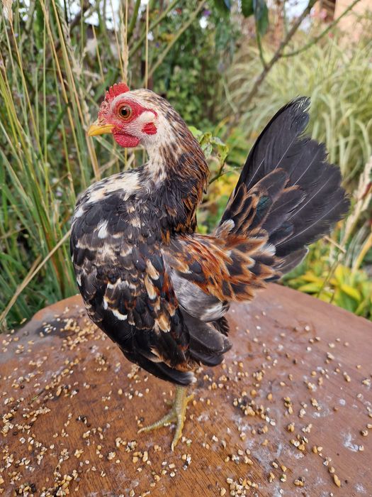 Півні малазійської Серами