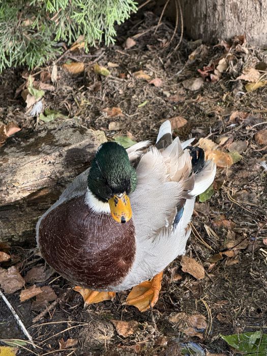 Callduck kaczka miniaturowa kaczorek